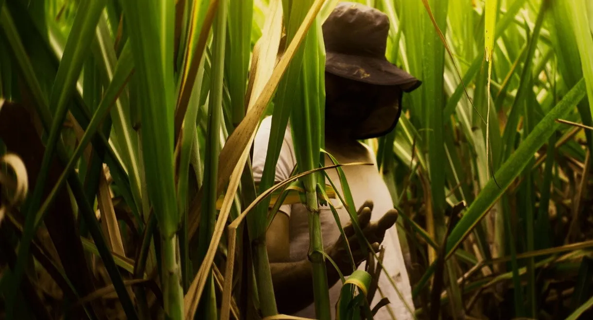 El Silbido del Cañaduzal