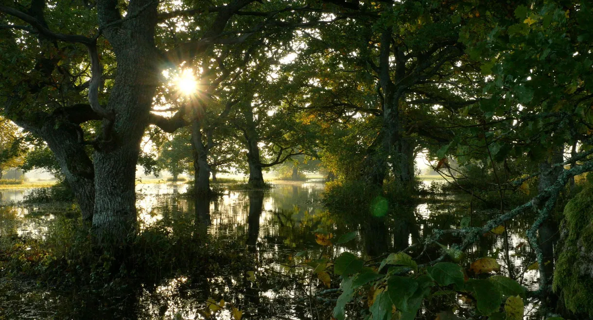 The Wind Sculpted Land