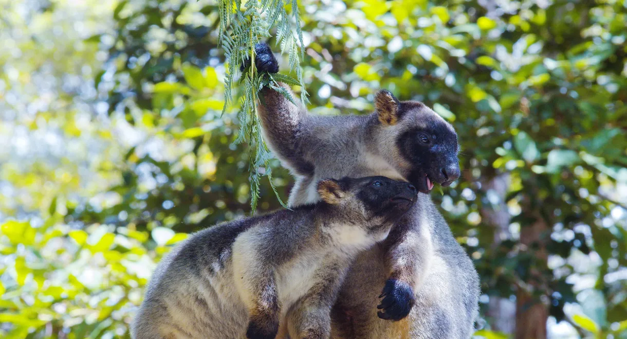 Tree Kangaroos: Ghosts of the Forest