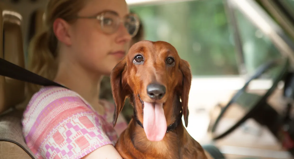 Wiener-Dog