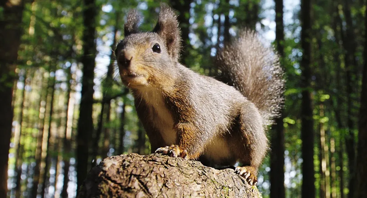 Going Nuts: Tales from the Squirrel World