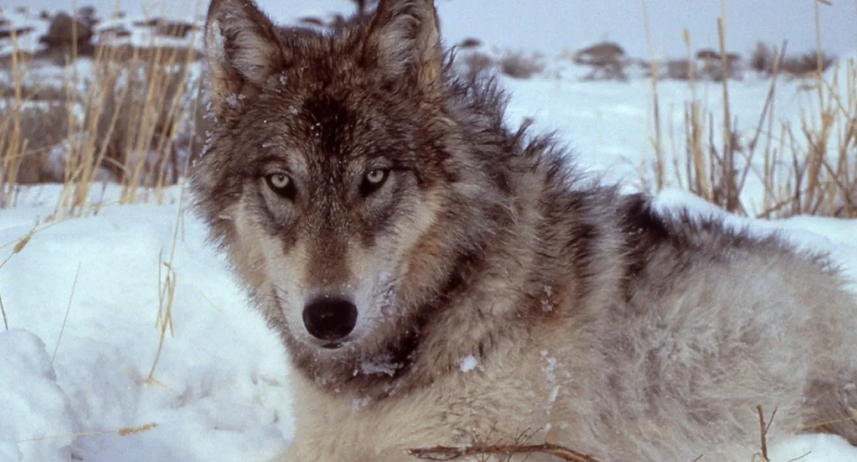 Yellowstone: The Mystery of the Wolves