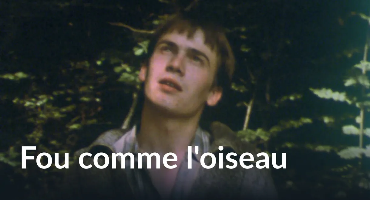 Fou comme l'oiseau
