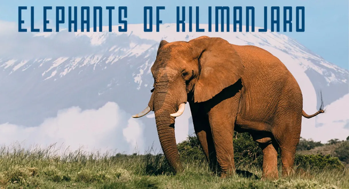 Elephants of Kilimanjaro