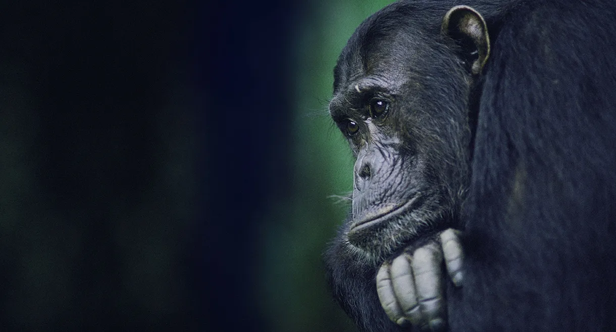 Kingdom of the Apes: Battle Lines