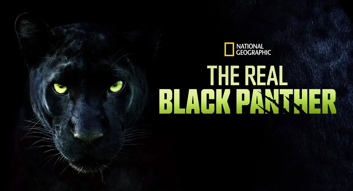 The Real Black Panther