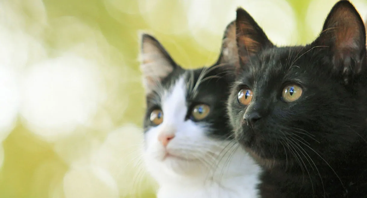 Cats Don't Come When You Call