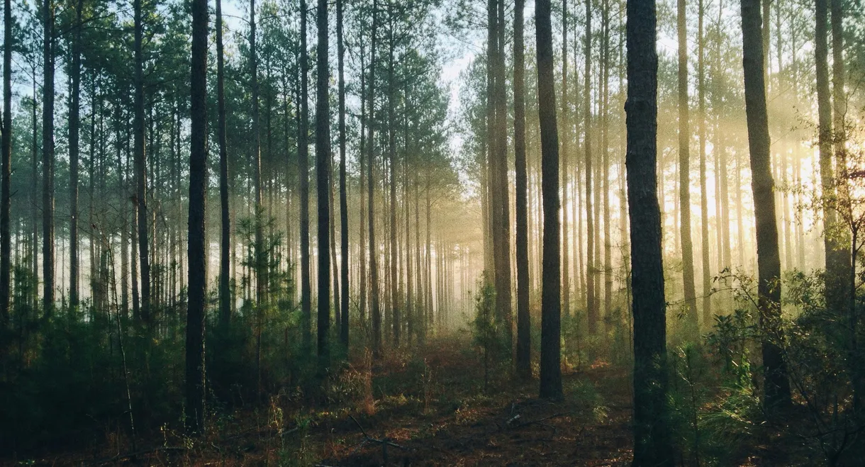 Into The Woods (AUS Productions)