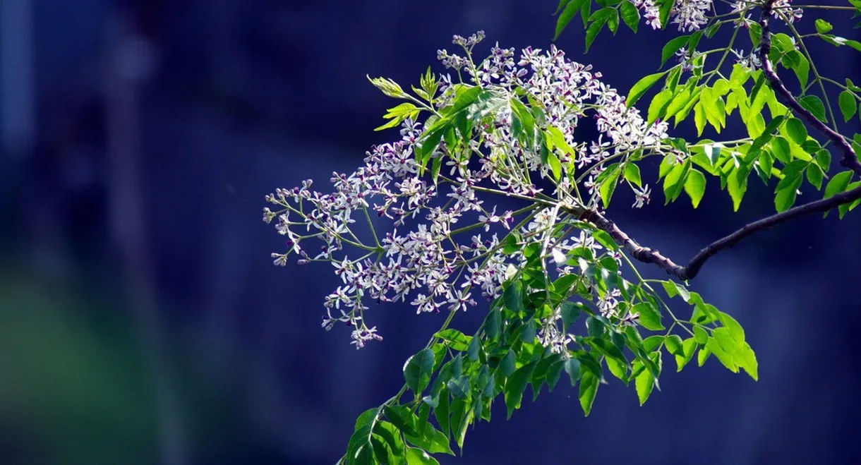 Romance of Melia Azedarach