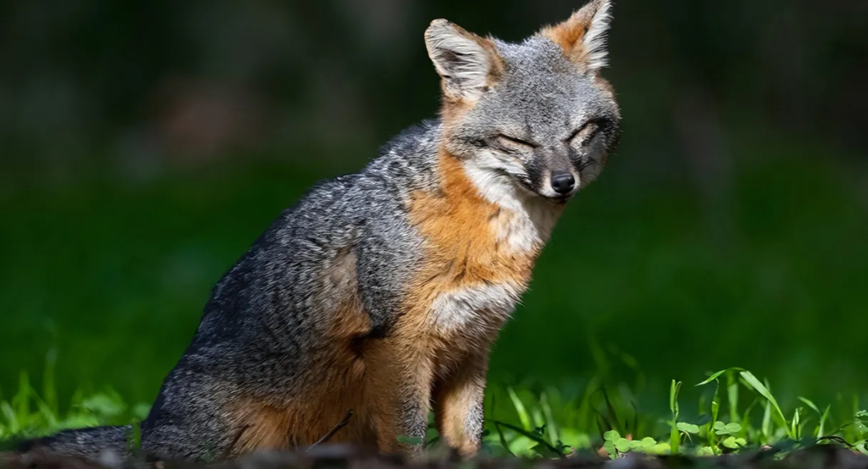 Le renard qui a sauvé son île
