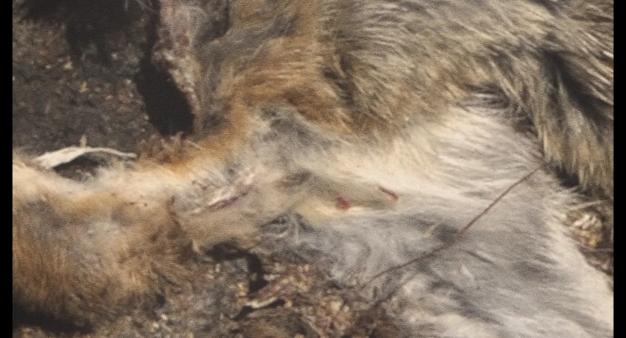 Roadkill