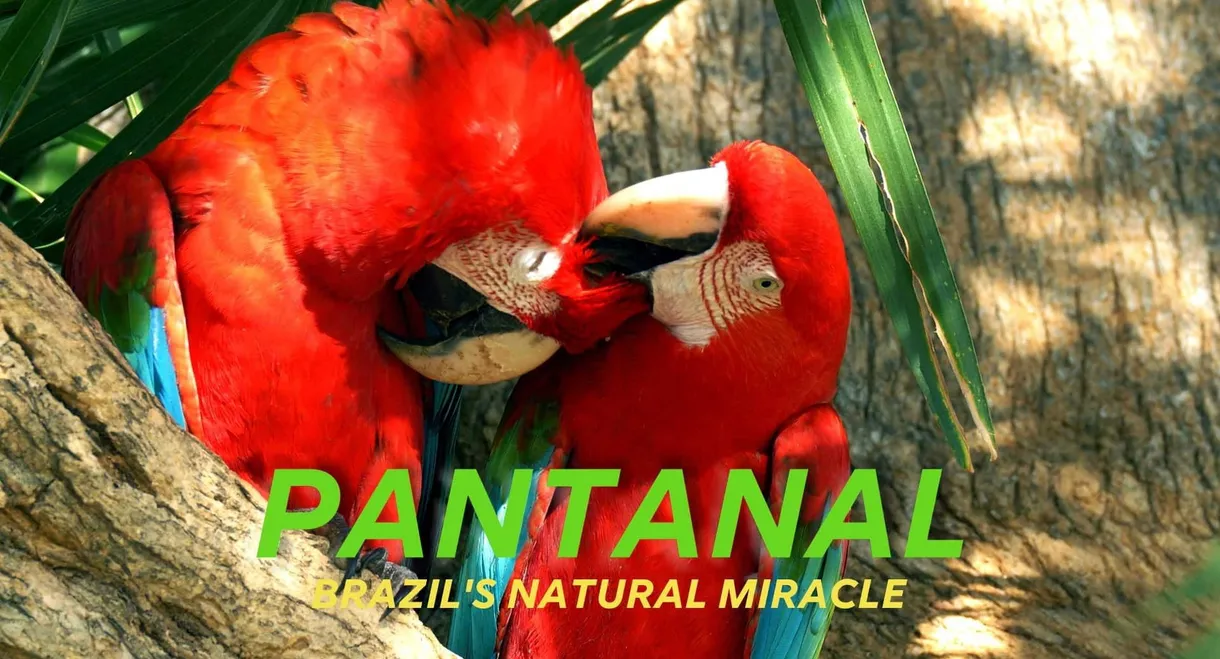 Naturwunder Pantanal - Brasiliens geheimnisvolle Wildnis