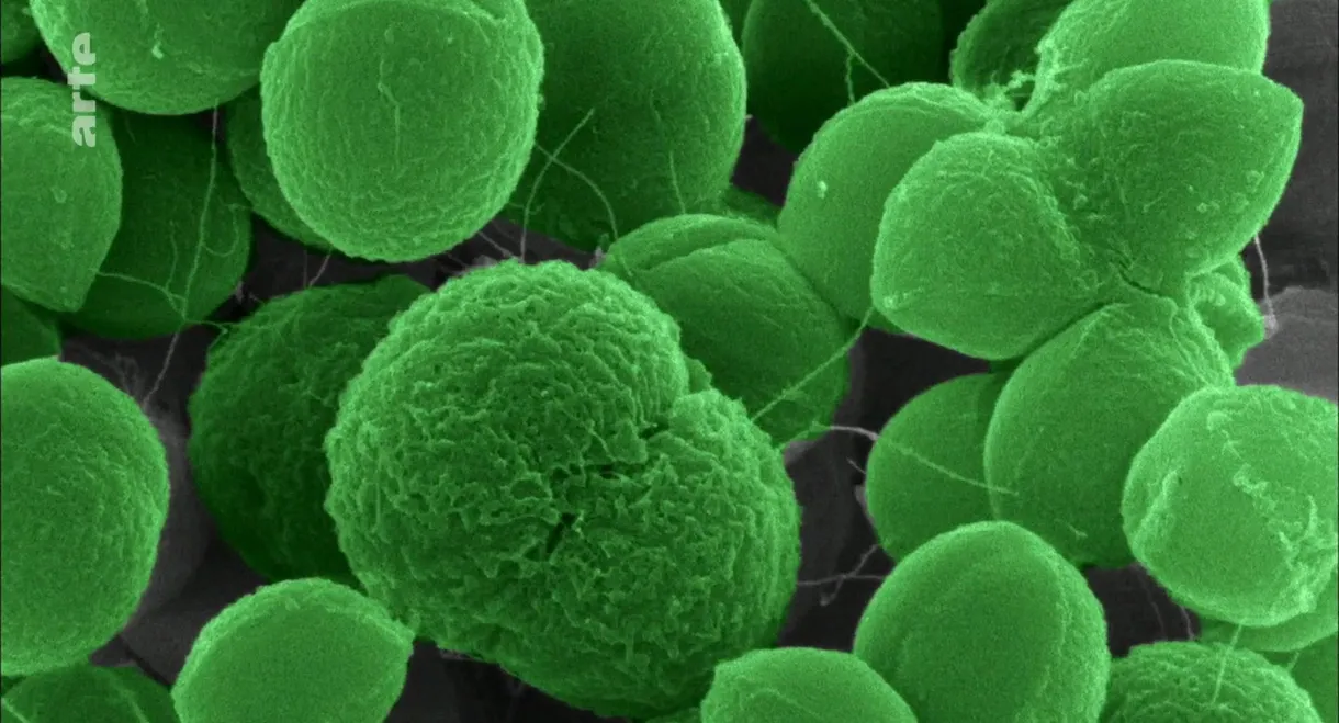 The Nature of Things: The Antibiotic Hunters