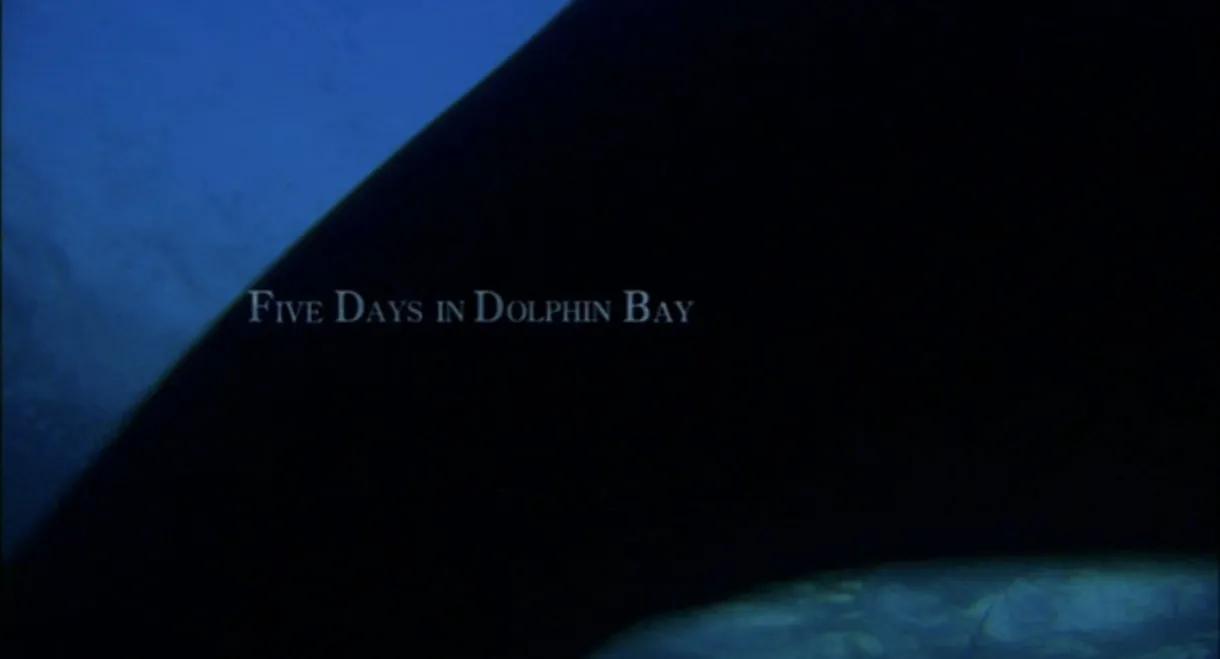 Five days in Dolphin Bay