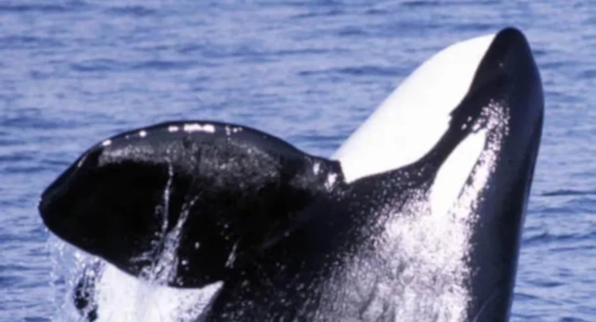 Secret Killers of Monterey Bay