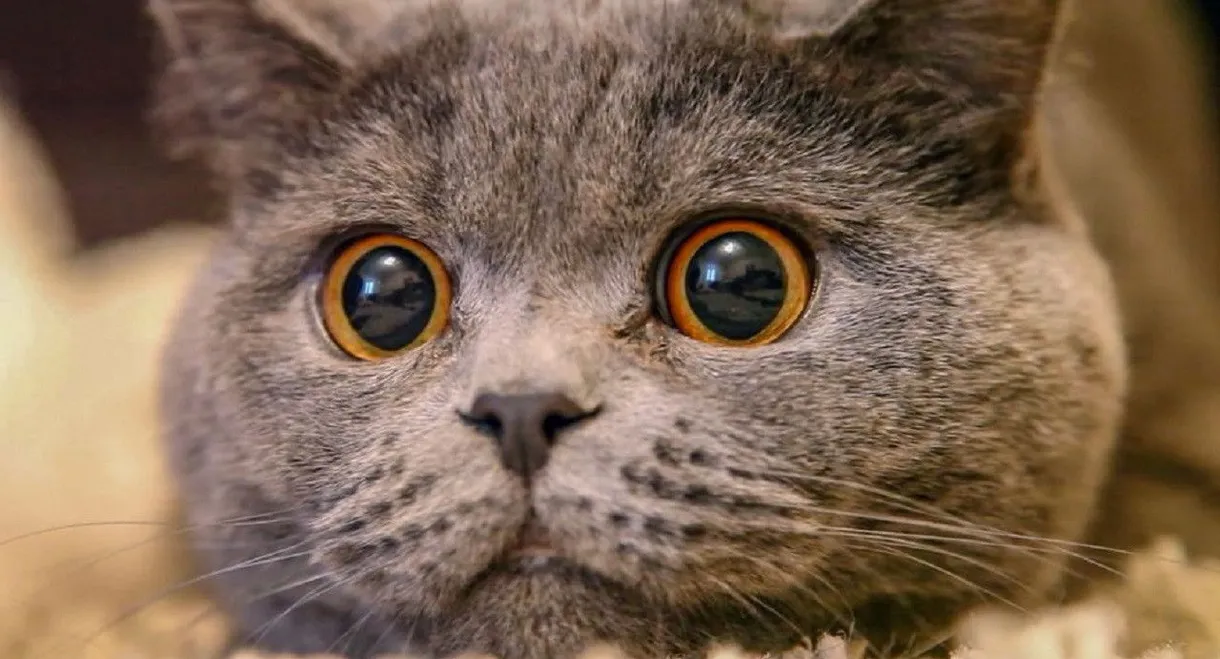 The Cat: A Cuddly Killer