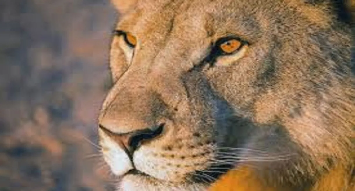 Vanishing Kings: Desert Lions of the Namib