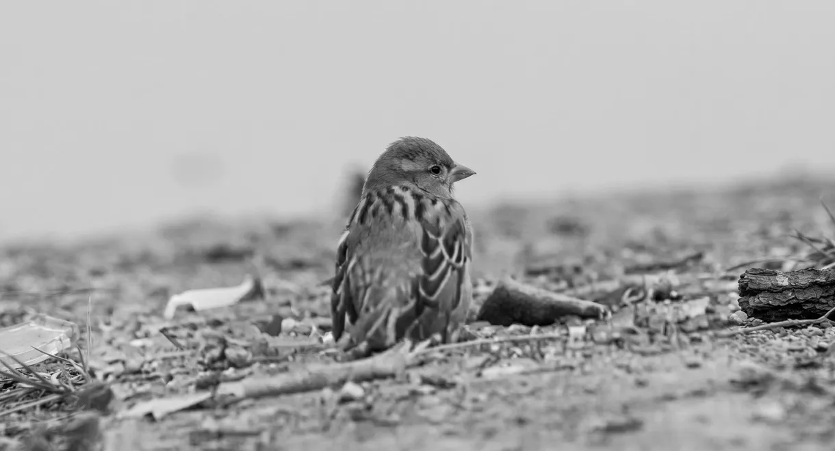 Who is killing the sparrows?