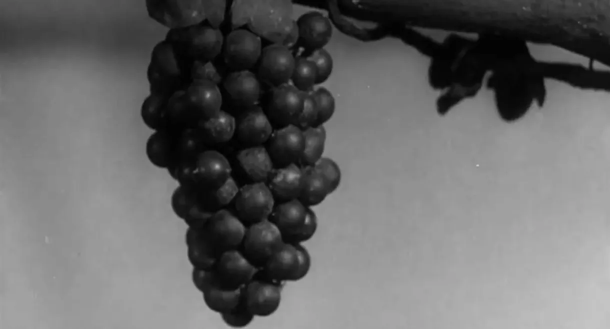 The Fox and the Grapes