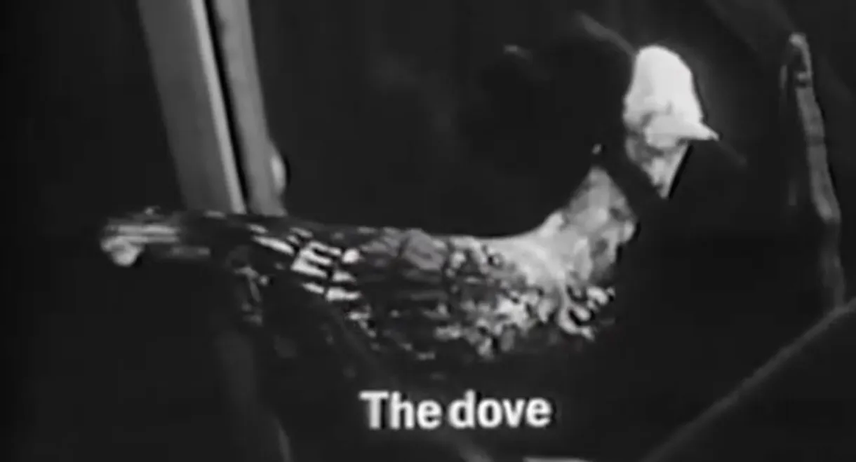 The Dove