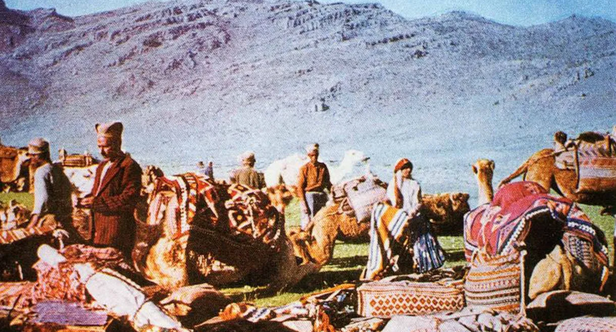 The Kiwi, The Knight and the Qashqai