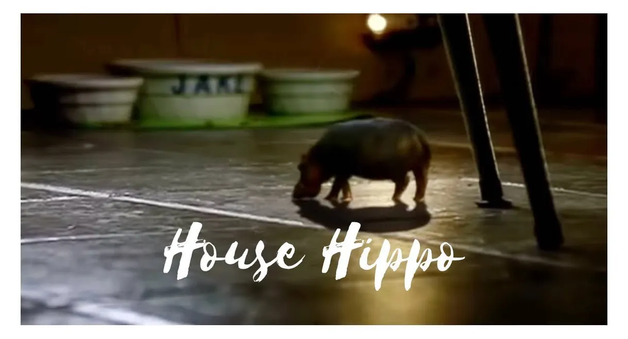 North American House Hippo