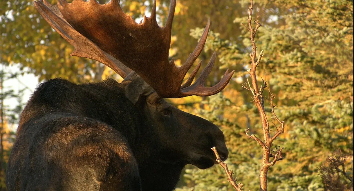 In the Land of the Moose