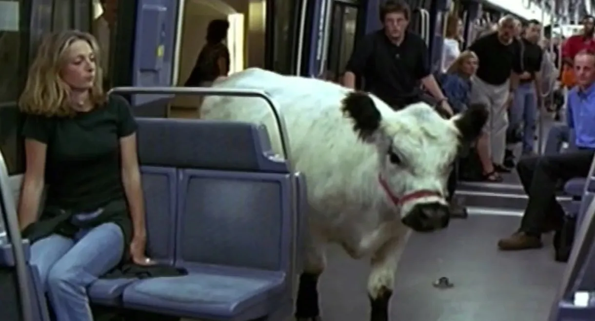 The Cow and the President