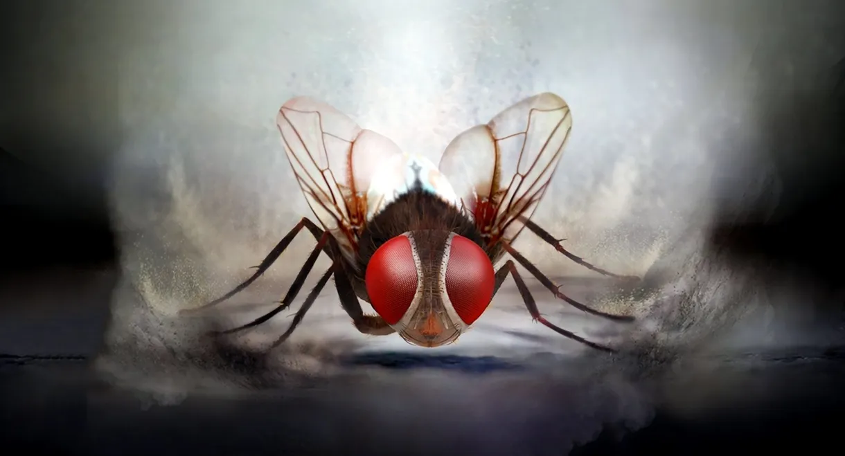 Eega
