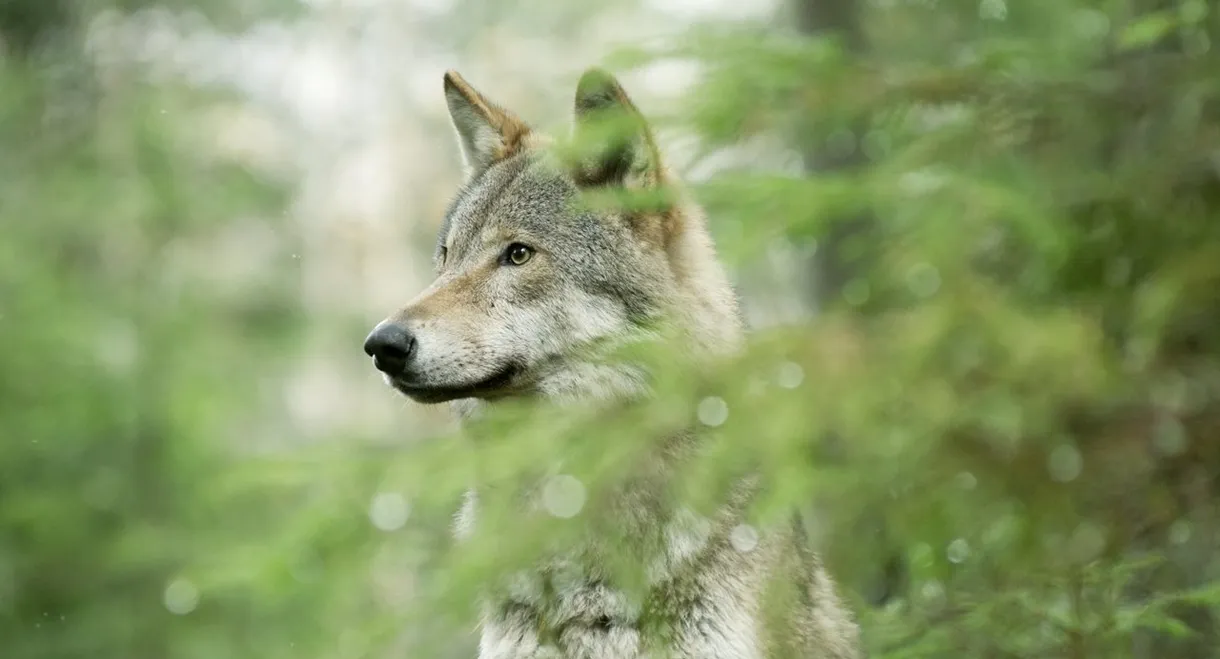 Wolf: Wanderer Without Borders