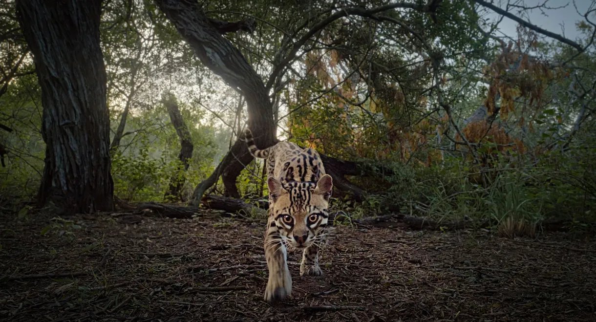 Deep in the Heart: A Texas Wildlife Story