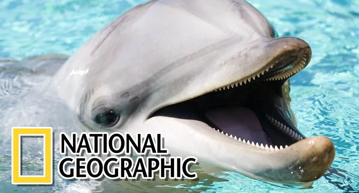 Dolphins: The Wild Side