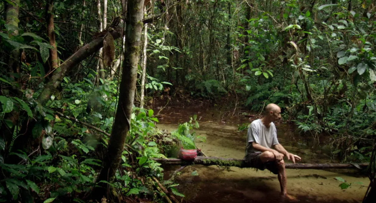 Song from the Forest