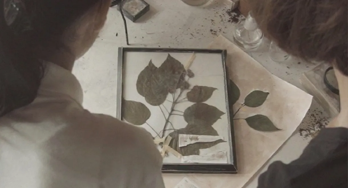 Omura Botanical Specimens