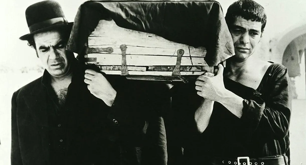 The ring-necked dove