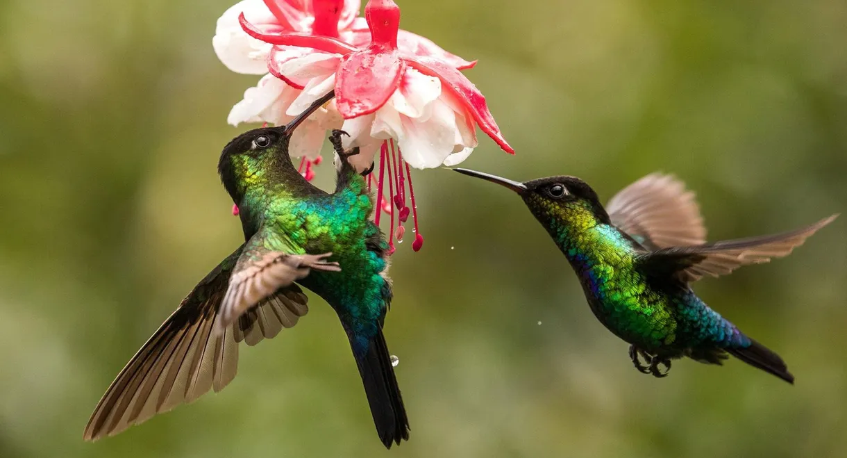 The Hummingbird Effect