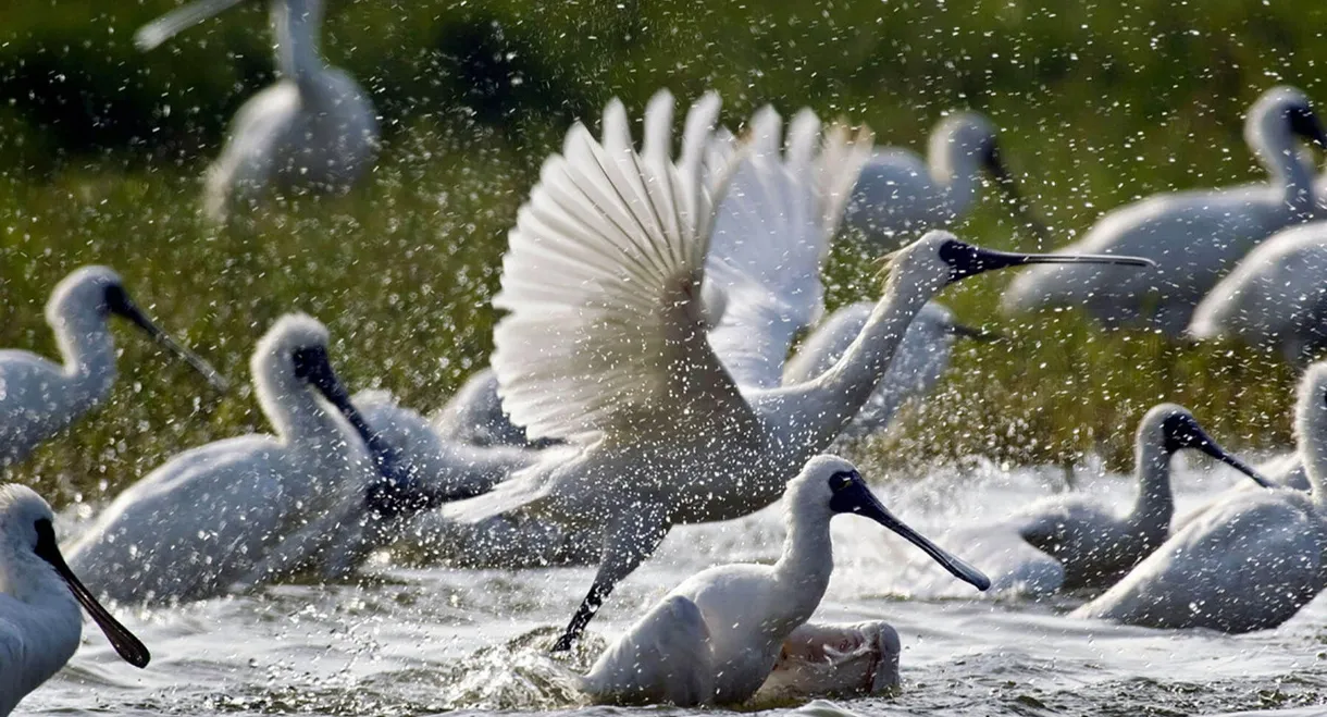 Caring for Black-Faced Spoonbill