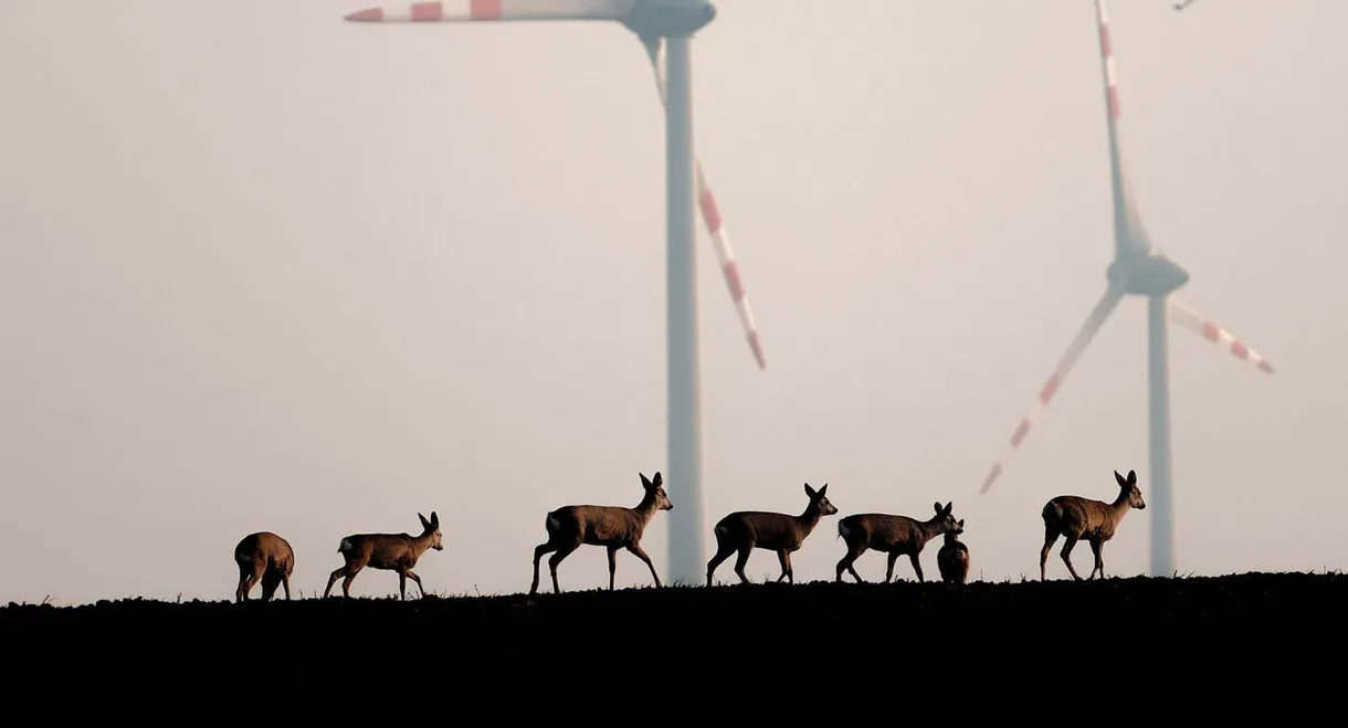 Wildnis 2.0 - Die Tierwelt auf Umwegen