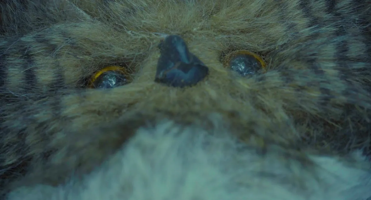 Hoot
