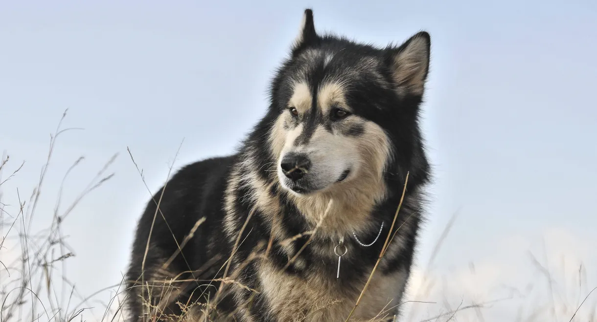 Against the Wild II: Survive the Serengeti