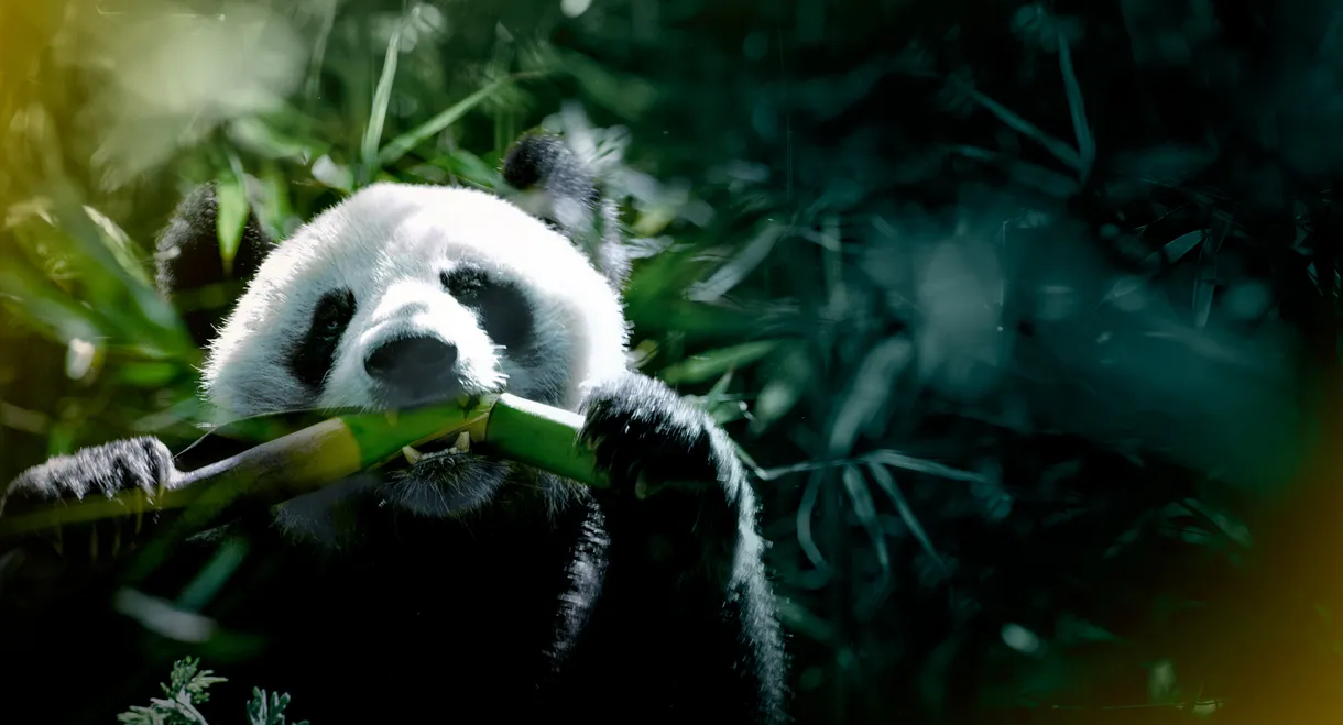 The Hidden Kingdoms of China