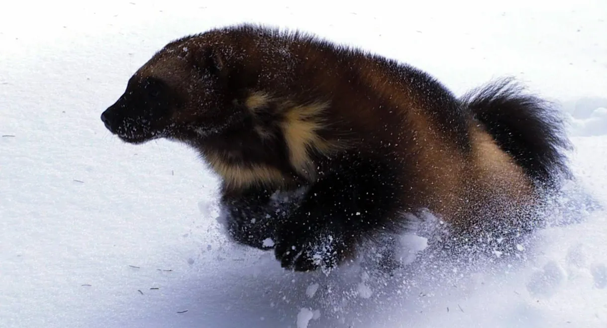 Wolverine - Chasing the Phantom