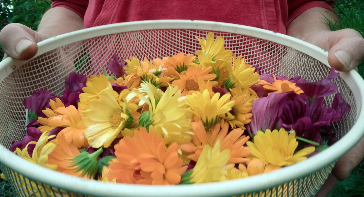 Flying Scents – of Plants and People