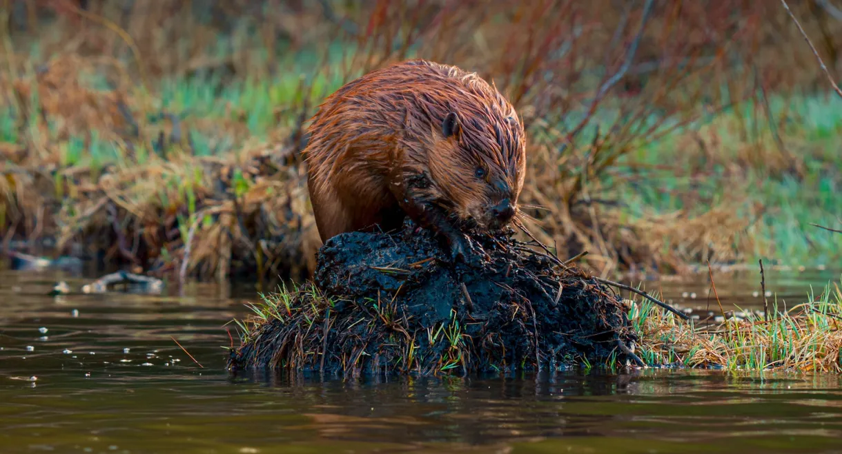 The American Southwest