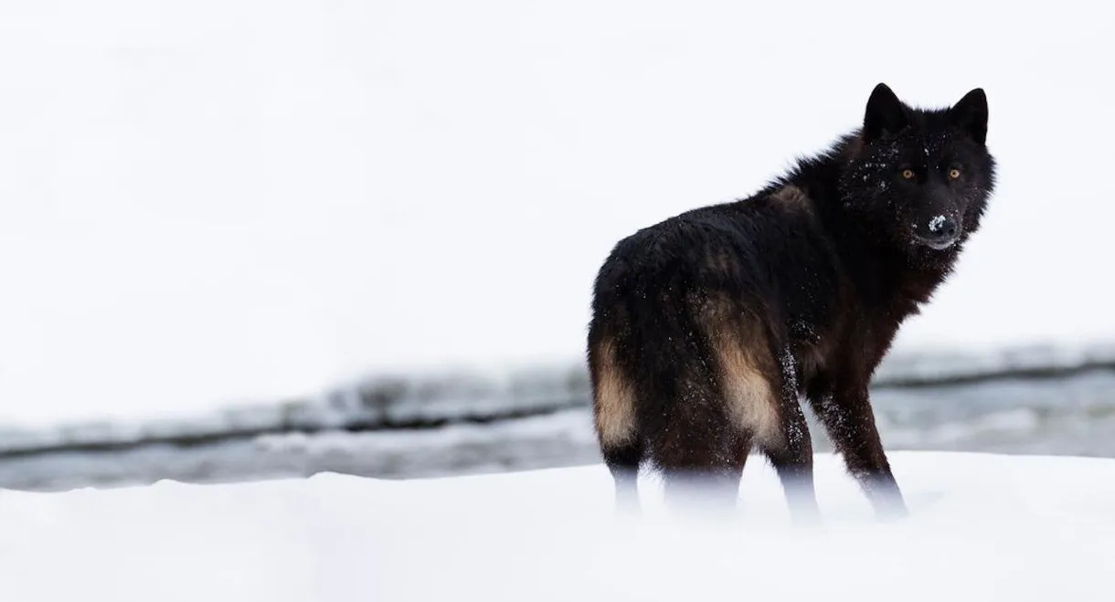 The Rise of Black Wolf