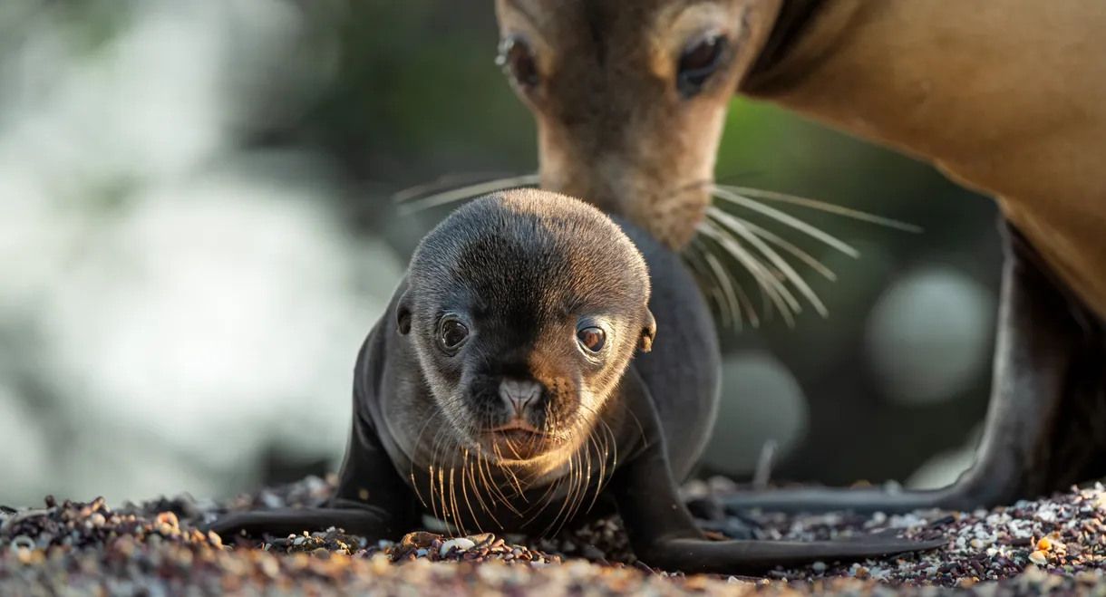 Sea Lions of the Galapagos