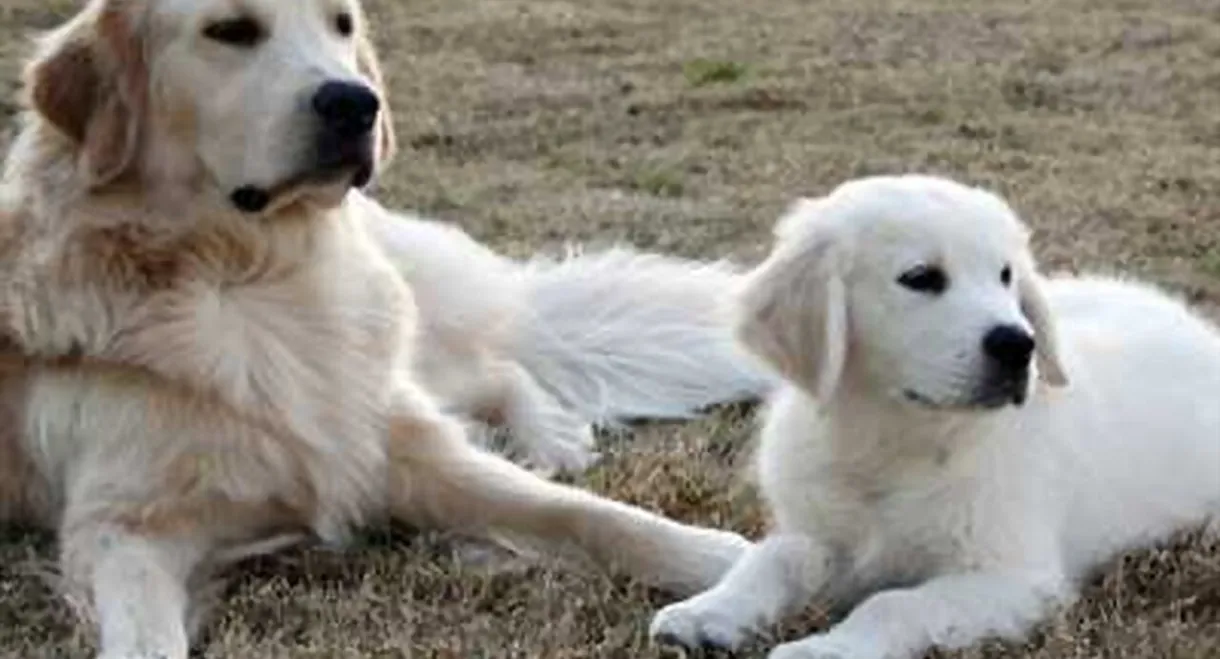 Adventures of Bailey: The Lost Puppy