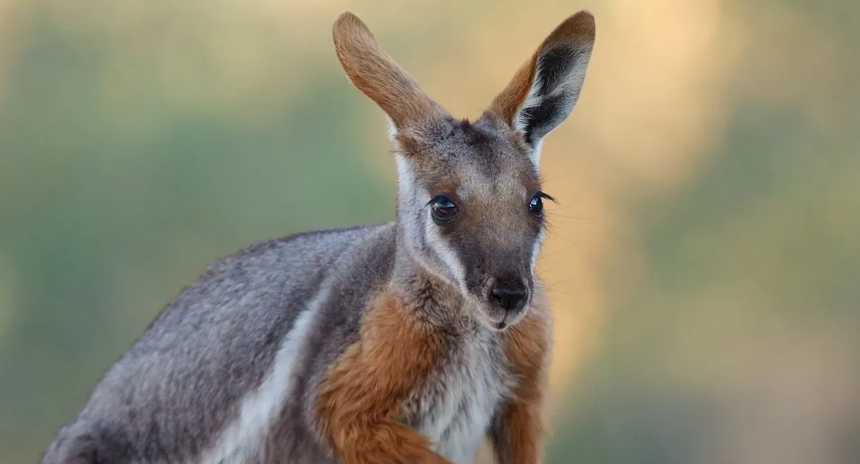 Australia: The Wild Continent