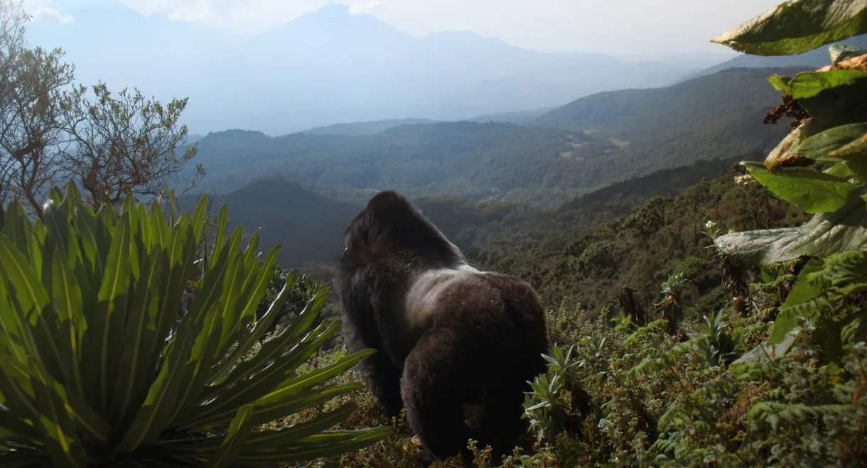 A Gorilla Story: Told by David Attenborough