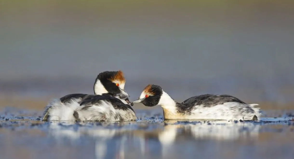 El Ocaso del Macá Tobiano